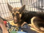 Adopt Martha a German Shepherd Dog
