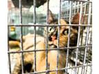 Adopt Bethany a Domestic Short Hair