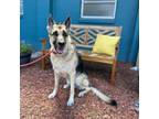 Adopt Sadie a German Shepherd Dog