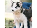Adopt Scarlett a Siberian Husky