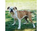 Adopt Ellie a Boxer