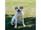 Adopt Jackie HW + a Pit Bull Terrier, Boxer