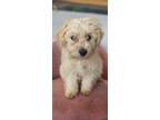Adopt Mariner #9775 a Pomeranian, Bichon Frise