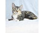 Adopt Emily a Domestic Short Hair