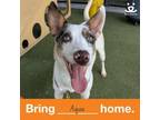 Adopt Aqua a Labrador Retriever, Collie