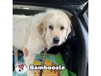 Adopt Bamboozle a Great Pyrenees