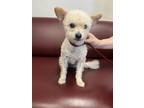 Adopt Tamia a Bichon Frise, West Highland White Terrier / Westie