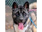 Adopt Saki a Akita, Mixed Breed