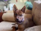 Adopt Finn a Chow Chow