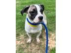 Adopt Emerald a Pug, Mixed Breed