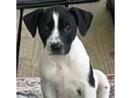 Adopt Polly Puppy a Jack Russell Terrier, Pointer