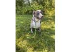 Adopt Ivy Bee a Catahoula Leopard Dog, Mountain Cur