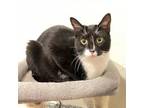 Adopt Lily a Domestic Short Hair