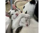 Adopt Tinkerbell a Domestic Short Hair