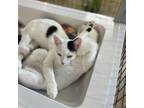 Adopt Dippy a Domestic Short Hair