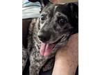 Adopt Miss Petey a Australian Cattle Dog / Blue Heeler