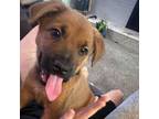 Adopt Paige a German Shepherd Dog