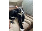 Adopt Cleocatra a Domestic Short Hair