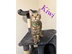 Adopt Kiwi a Domestic Short Hair