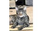 Adopt Pebbles a Domestic Short Hair