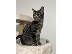 Adopt Zelda a Domestic Short Hair