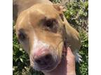 Adopt Belle a Pit Bull Terrier