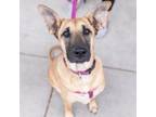 Adopt Penelope a Retriever, Mixed Breed