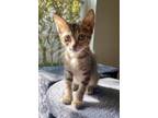 Adopt Princess Buttercup a American Shorthair