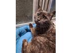 Adopt Wuzy a Domestic Short Hair