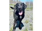 Adopt Sig a Labrador Retriever