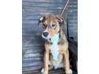 Adopt Tripp a Pit Bull Terrier, Mixed Breed