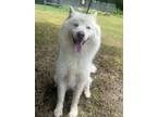 Adopt Ghost a Siberian Husky, Mixed Breed