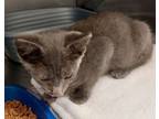 Adopt Mr. Grey a American Shorthair
