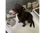 Adopt Liam a Pit Bull Terrier