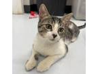 Adopt Bottle Rocket a Domestic Short Hair