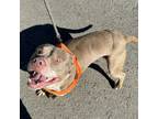 Adopt Kane a Pit Bull Terrier