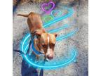 Adopt Jake a Pit Bull Terrier, Jack Russell Terrier