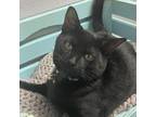 Adopt Squishy a Domestic Short Hair