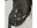 Adopt Bullet a Domestic Short Hair
