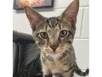 Adopt Aster a Domestic Short Hair