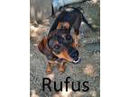 Adopt Rufus a German Pinscher, Hound