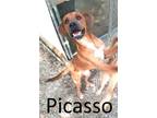 Adopt Picasso a Mountain Cur, Hound