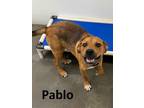 Adopt Pablo a Mountain Cur, Hound