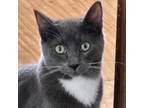 Adopt Blue Wing a Domestic Short Hair