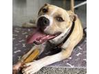 Adopt Canelo a Pit Bull Terrier