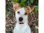 Adopt MELVIN a Parson Russell Terrier