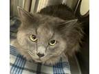 Adopt Zimmerman a Domestic Long Hair