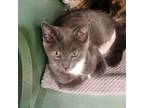 Adopt Bro (Tuxie) a Domestic Short Hair