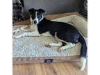 Adopt JETT a Border Collie