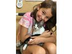Adopt Cooper (FCID# 07/18/2024-17) C a Tabby